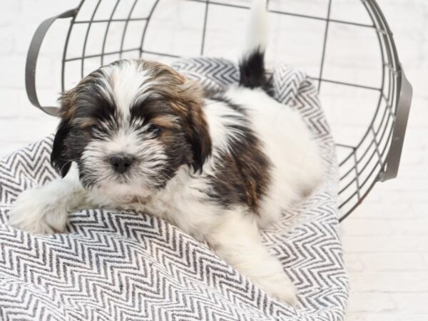 Teddy Bear-DOG-Male-BRN WH-35232-Petland Novi, Michigan