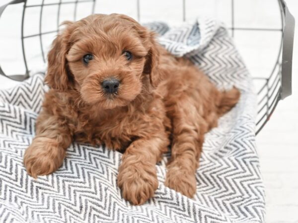 Cavapoo-DOG-Male-RED-35233-Petland Novi, Michigan