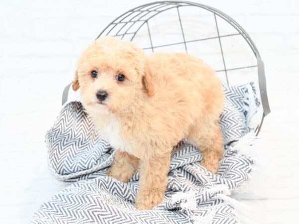 Bichonpoo DOG Female RED 35234 Petland Novi, Michigan