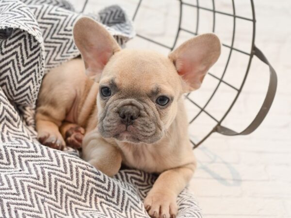 French Bulldog-DOG-Male-FAWN-35235-Petland Novi, Michigan