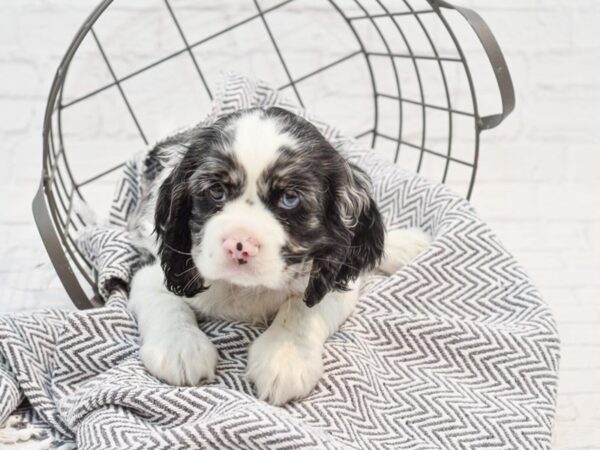 Cockalier DOG Male BLUE MERLE 35236 Petland Novi, Michigan