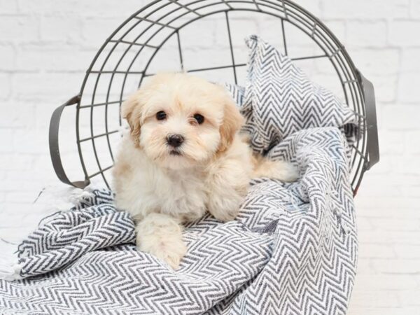 Maltipoo DOG Female APRICOT 35238 Petland Novi, Michigan