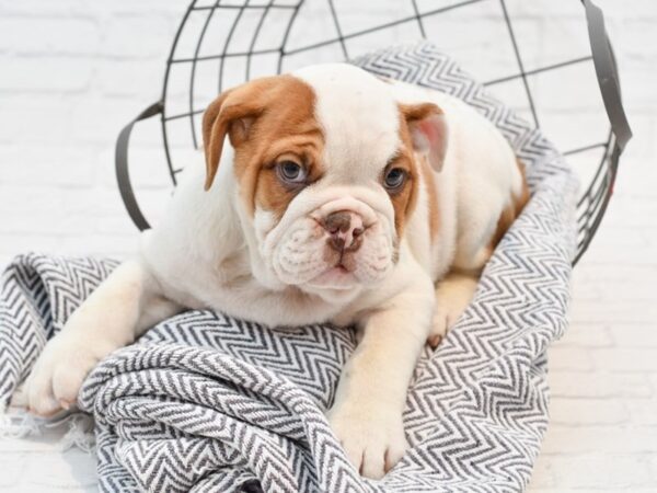 English Bulldog-DOG-Male-BRN WH-35239-Petland Novi, Michigan