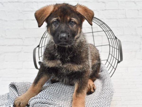 German Shepherd DOG Female Sable 35240 Petland Novi, Michigan