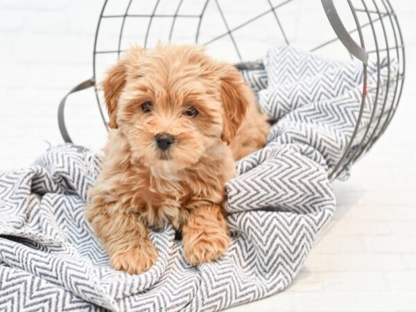 Lhasapoo DOG Female Apricot 35241 Petland Novi, Michigan