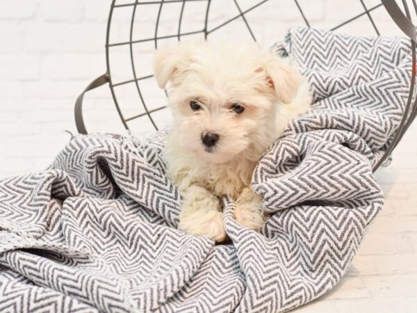 Havamalt-DOG-Female-Cream & White-35242-Petland Novi, Michigan