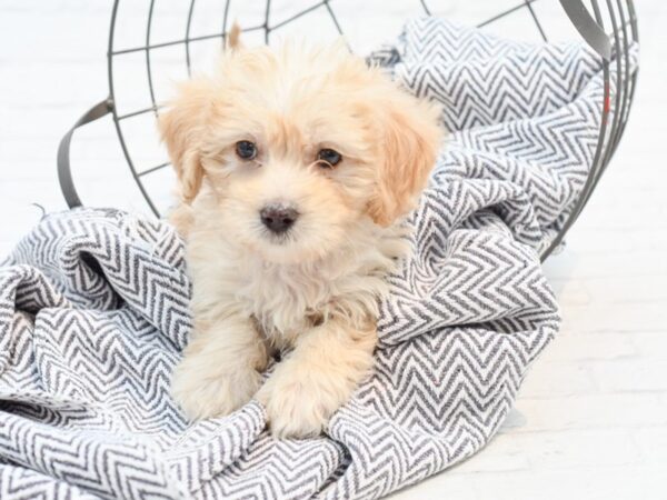 Mini Goldendoodle-DOG-Male-Cream-35243-Petland Novi, Michigan