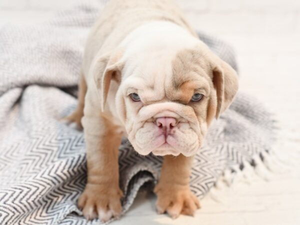 English Bulldog DOG Male Lilac Tri Merle 35244 Petland Novi, Michigan