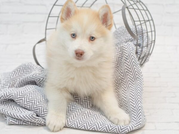 HuskieMo-DOG-Male-Cream-35245-Petland Novi, Michigan