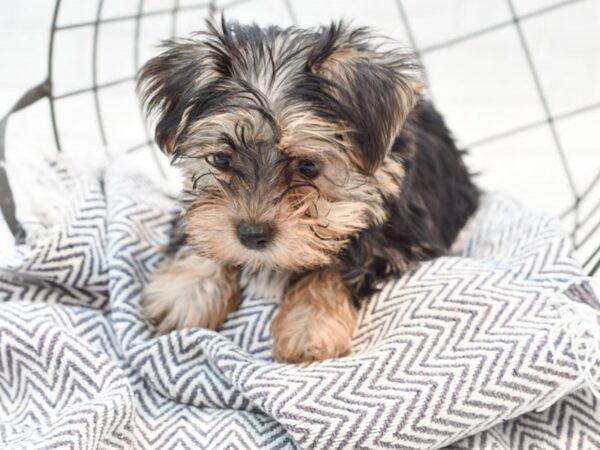 Morkie DOG Male BLK TAN 35246 Petland Novi, Michigan