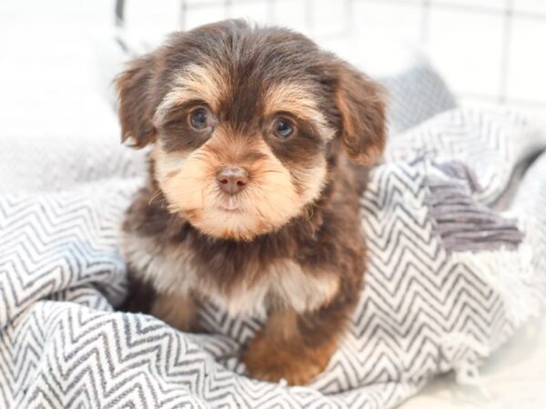 Yorkie Poo DOG Female CHOC TAN 35247 Petland Novi, Michigan