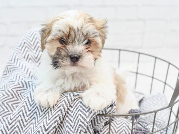 Teddy Bear-DOG-Female-BRINDLE WH-35248-Petland Novi, Michigan
