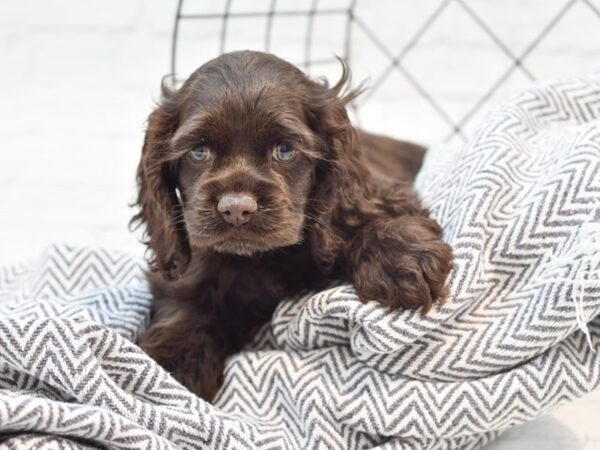 Cockachon DOG Female CHOC 35249 Petland Novi, Michigan