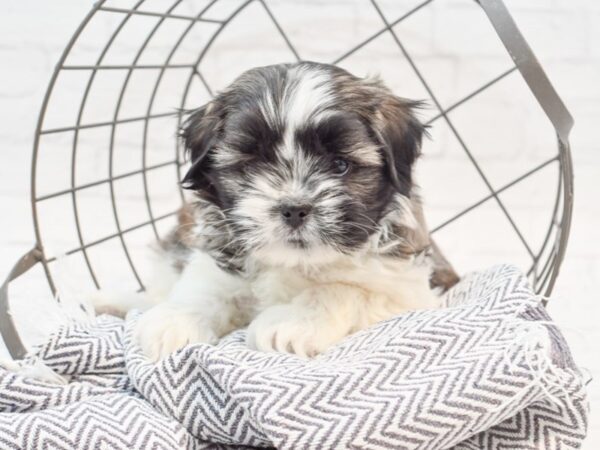 Daisy Dog-DOG-Male-BRN WH-35251-Petland Novi, Michigan