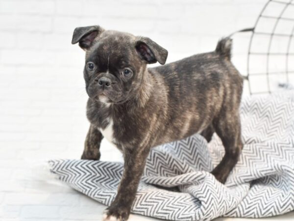 Bugg DOG Male BRINDLE 35252 Petland Novi, Michigan