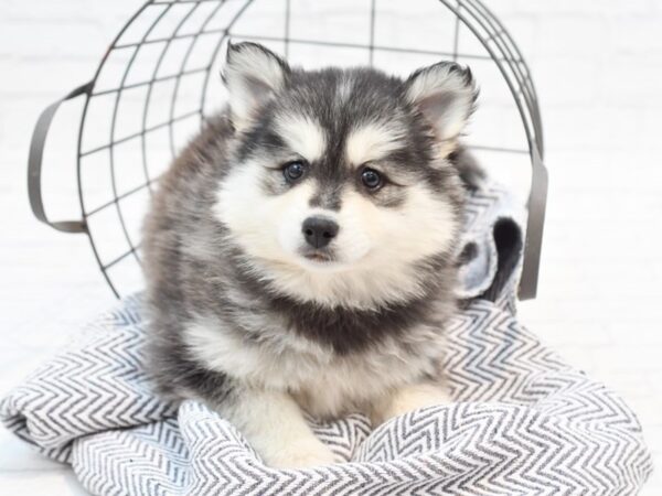 HuskieMo-DOG-Female-BLK WH-35253-Petland Novi, Michigan