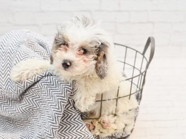 Miniature Poodle DOG Male BLUE WHITE 35254 Petland Novi, Michigan