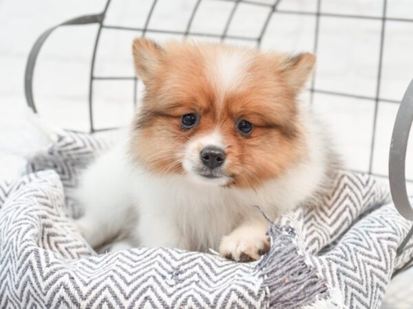 Pomeranian-DOG-Female-Brown - Wht-35255-Petland Novi, Michigan