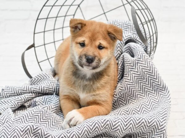 Shiba Inu DOG Male Brown 35256 Petland Novi, Michigan