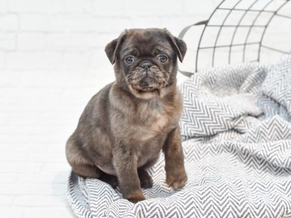 Pug DOG Female Blue Merle 35259 Petland Novi, Michigan