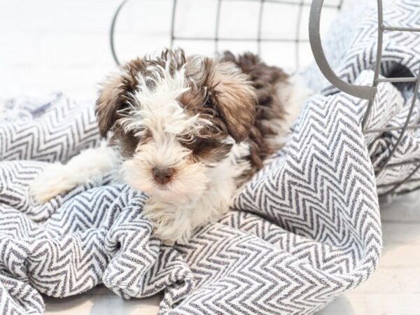 Miniature Schnauzer-DOG-Female-Chocolate & White-35261-Petland Novi, Michigan