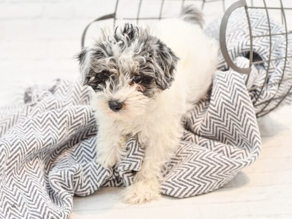 Schnoodle DOG Male Blue Merle 35262 Petland Novi, Michigan