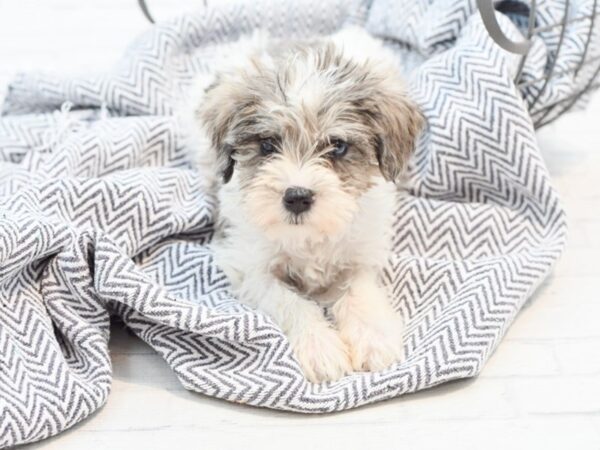 Miniature Schnauzer-DOG-Female-Chocolate Merle & White-35263-Petland Novi, Michigan