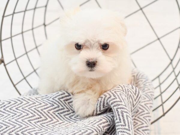 Maltese DOG Female White 35264 Petland Novi, Michigan