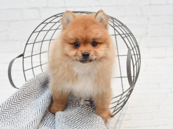 Pomeranian-DOG-Male-Orange Sable-35265-Petland Novi, Michigan