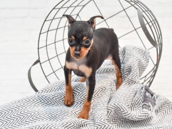 Miniature Pinscher DOG Male Blue / Tan 35267 Petland Novi, Michigan