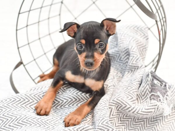 Miniature Pinscher-DOG-Female-Black / Tan-35268-Petland Novi, Michigan