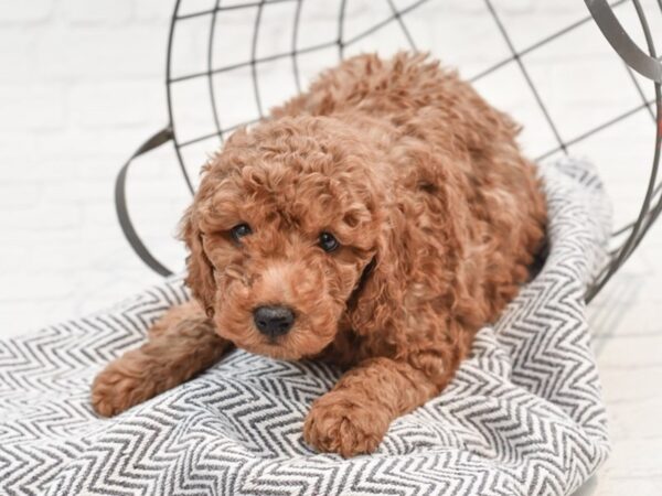 F2 MINI GOLDENDOODLE-DOG-Male-Red-35269-Petland Novi, Michigan