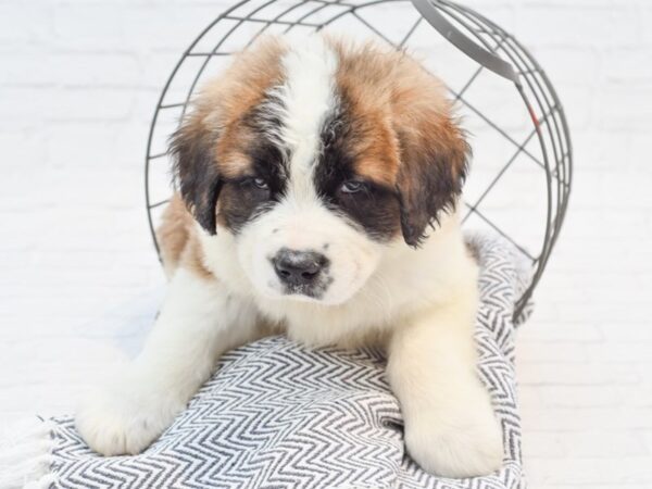 Saint Bernard DOG Male Sable & White 35270 Petland Novi, Michigan