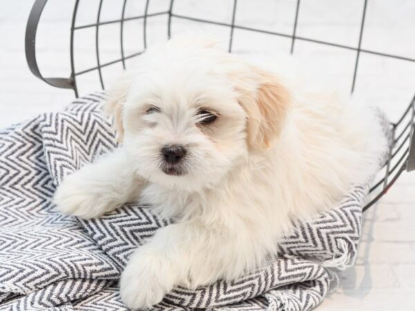 Teddy Bear-DOG-Male-tan White-35272-Petland Novi, Michigan