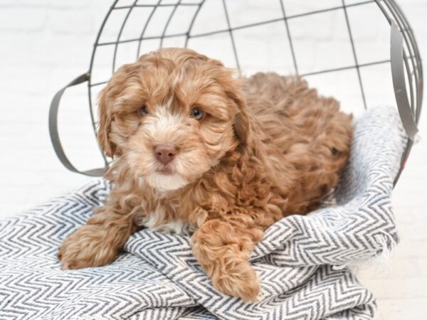 Yorkie Poo-DOG-Female-CHOC-35273-Petland Novi, Michigan