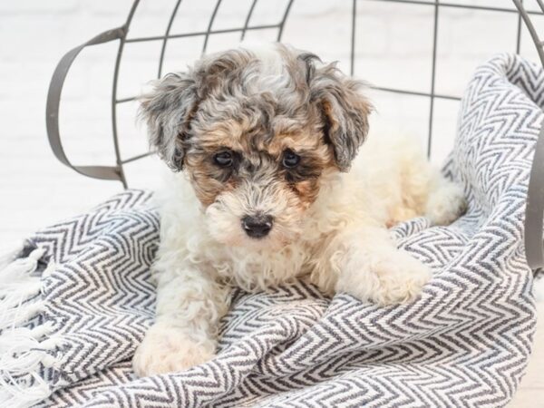 Bichonpoo DOG Male BLUE MERLE 35275 Petland Novi, Michigan