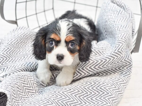 Cavalier King Charles Spaniel DOG Male TRI 35276 Petland Novi, Michigan