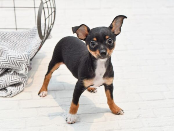 Chihuahua-DOG-Male-BLK TAN-35277-Petland Novi, Michigan