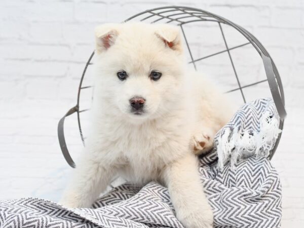 Pomsky DOG Male White 35279 Petland Novi, Michigan