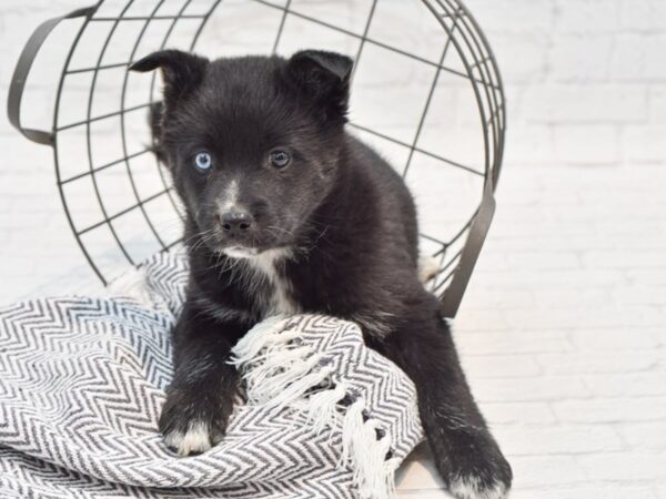 Pomsky DOG Female Black 35280 Petland Novi, Michigan