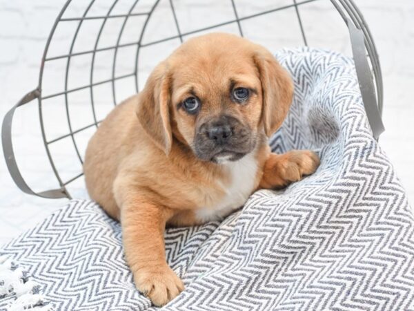 Puggle DOG Female Brown 35282 Petland Novi, Michigan