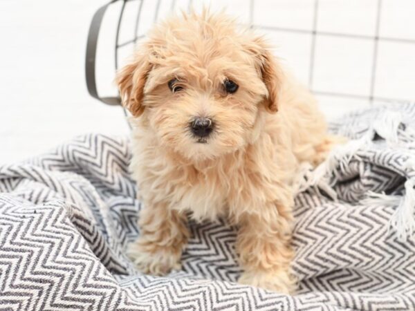 Maltipoo DOG Male Apricot 35283 Petland Novi, Michigan