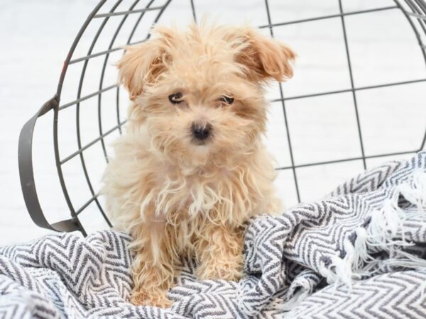 Maltipoo DOG Female Apricot 35284 Petland Novi, Michigan