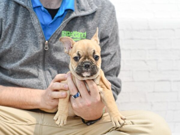 French Bulldog-DOG-Male-Fawn-35285-Petland Novi, Michigan