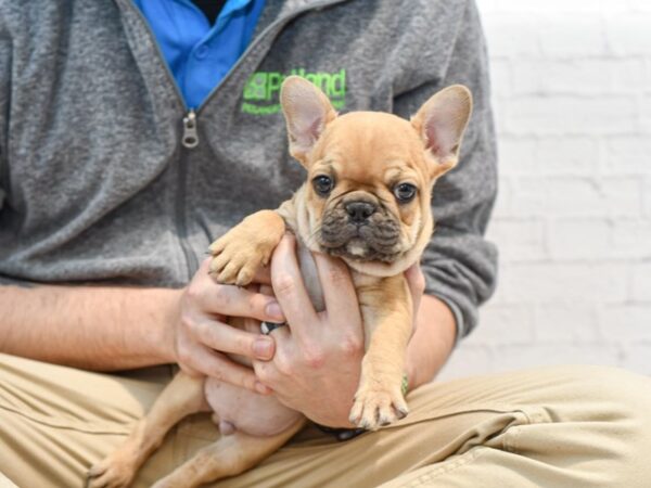 French Bulldog DOG Male Fawn Blk mask 35286 Petland Novi, Michigan