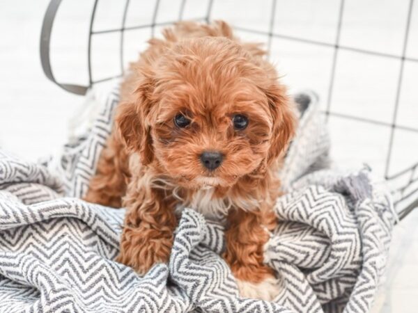 Cavapoo-DOG-Female-Ruby-35287-Petland Novi, Michigan