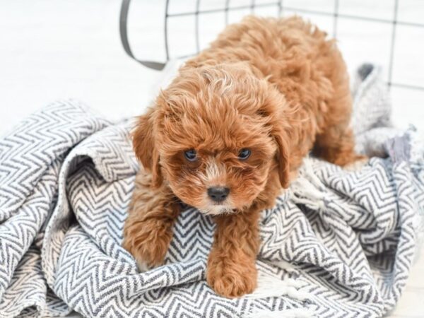 Cavapoo-DOG-Male-Ruby-35288-Petland Novi, Michigan