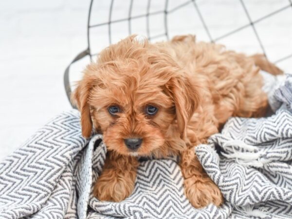 Cavapoo-DOG-Male-Ruby-35289-Petland Novi, Michigan