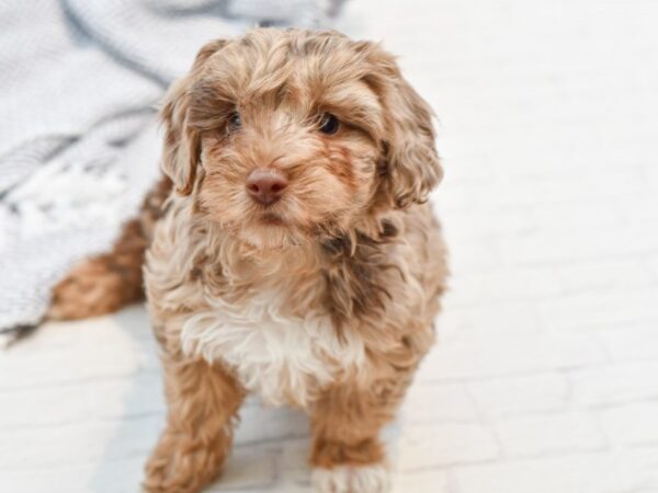 Yorkie Poo-DOG-Male-CHOC-35274-Petland Novi, Michigan