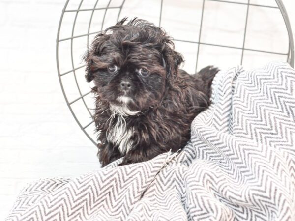 Peke A Tzu DOG Male Black / White 35291 Petland Novi, Michigan